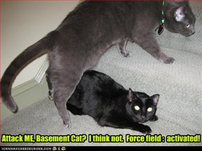 Attack ME, Basement Cat?  I think not.  Force field :  activated!