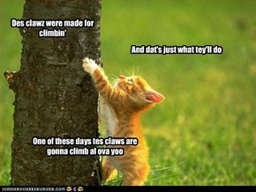 Des clawz were made for climbin'