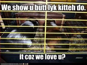 We show u butt lyk kitteh do.