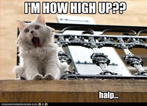 I'M HOW HIGH UP??