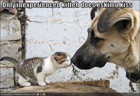 Only inexperienced kitteh does eskimo kiss