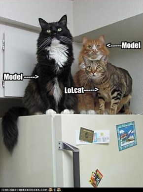 Model ----->