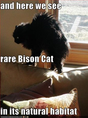 and here we see rare Bison Cat in its natural habitat