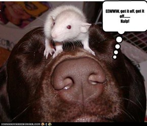 EEWWW, get it off, get it off........ Halp!