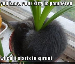 you know your kitty is pampered  when it starts to sprout