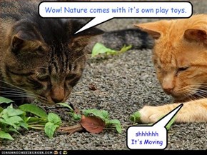 Wow! Nature comes with it's own play toys.