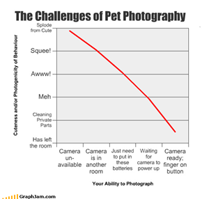 The Challenges of Pet Photography
