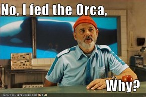 No, I fed the Orca,  Why?