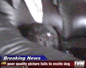 Breaking News - poor quality picture fails to excite dog