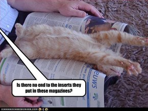 LOLcat print advertising