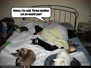 Honey, I'm cold. Throw another cat on would you?