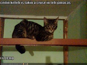 ceilin kitteh is takin a cruse in teh jamacas.  i iz temp