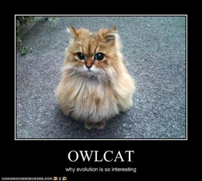 OWLCAT