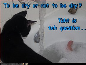 Hamlet Kitteh's Dilemma