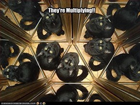 They're Multiplying!!