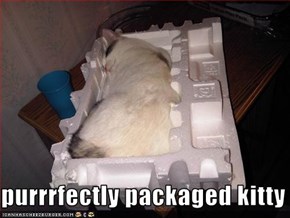 purrrfectly packaged kitty