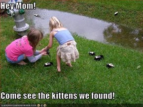 Hey Mom!  Come see the kittens we found!