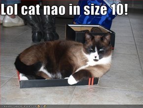 Lol cat nao in size 10!