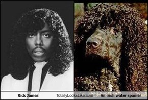 Rick James Totally Looks Like An irish water spaniel