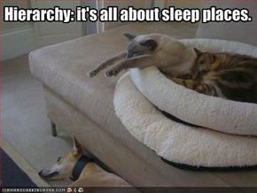 Hierarchy: it's all about sleep places.