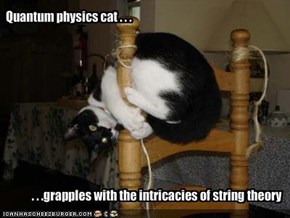 Quantum physics cat . . .