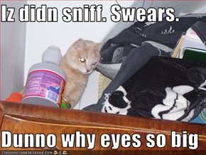 Iz didn sniff. Swears.  Dunno why eyes so big