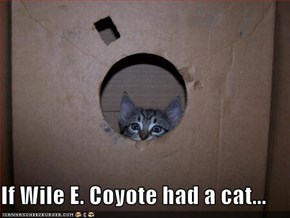 If Wile E. Coyote had a cat...
