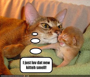 I just luv dat new kitteh smell!