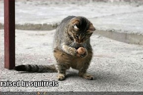 raised by squirrels