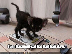 Even basment cat haz bad hair days