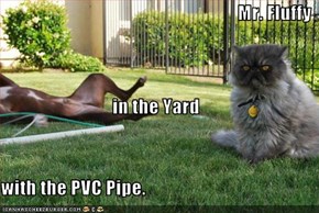 Mr. Fluffy in the Yard with the PVC Pipe.