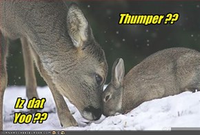 Thumper ??