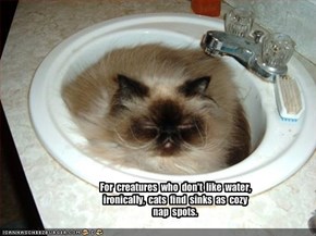 For  creatures  who  don't  like  water, ironically,  cats  find  sinks  as  cozy  nap  spots.