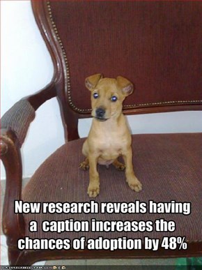 New research reveals having a  caption increases the chances of adoption by 48%