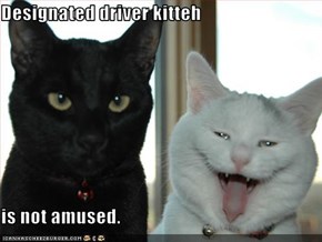 Designated driver kitteh  is not amused.