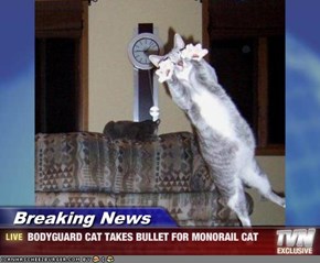 Breaking News - BODYGUARD CAT TAKES BULLET FOR MONORAIL CAT