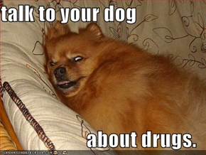 talk to your dog  about drugs.