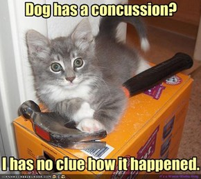 Dog has a concussion?