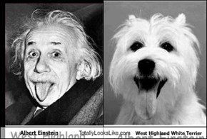 Albert Einstein Totally Looks Like West Highland White Terrier