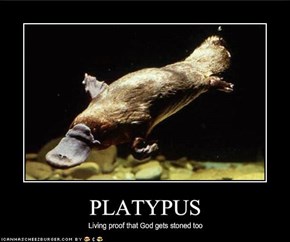 PLATYPUS
