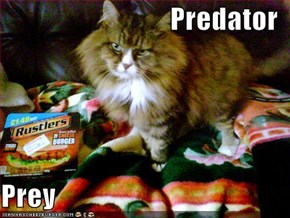 Predator  Prey