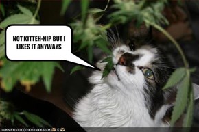 NOT KITTEH-NIP BUT I LIKES IT ANYWAYS