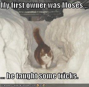 My first owner was Moses...  ... he taught some tricks.