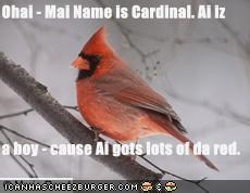 Ohai - Mai Name is Cardinal. Ai iz  a boy - cause Ai gots lots of da red.