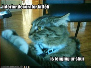 interior decorator kitteh
