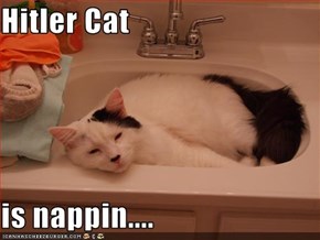Hitler Cat  is nappin....