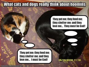 What cats and dogs really think about hoomins