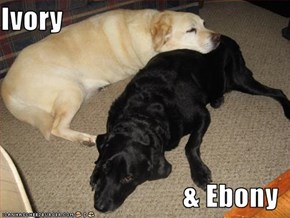 Ivory                                  & Ebony