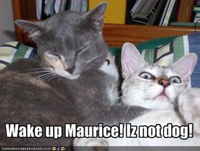 Wake up Maurice! Iz not dog!