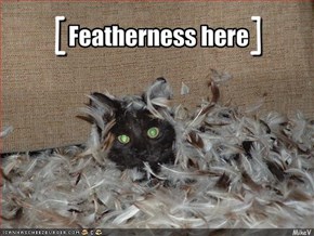Featherness here